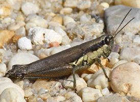 Olive-green Swamp Grasshopper